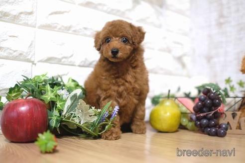 成約済の滋賀県のトイプードル-147888