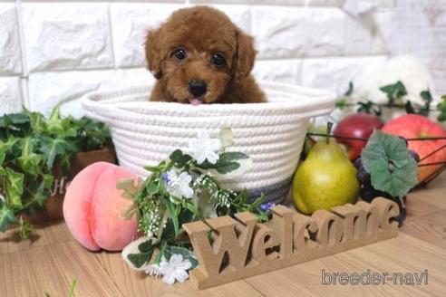 成約済の滋賀県のトイプードル-147888の5枚目