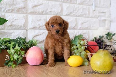 成約済の滋賀県のトイプードル-147888の3枚目