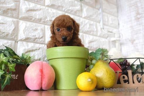 成約済の滋賀県のトイプードル-147888の2枚目