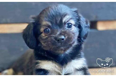 成約済の愛知県のチワックス:チワワ×ミニチュアダックスフンド-149637の1枚目