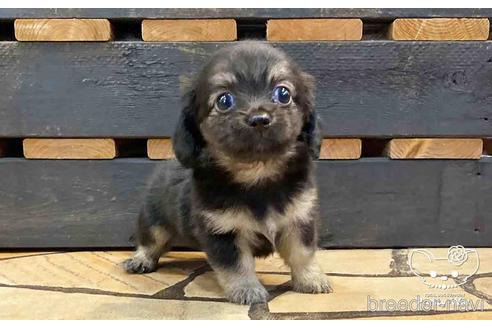 成約済の愛知県のチワックス:チワワ×ミニチュアダックスフンド-149637の4枚目