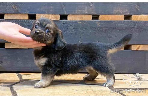 成約済の愛知県のチワックス:チワワ×ミニチュアダックスフンド-149637の2枚目