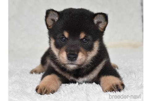 成約済の愛知県の柴犬-146947の1枚目