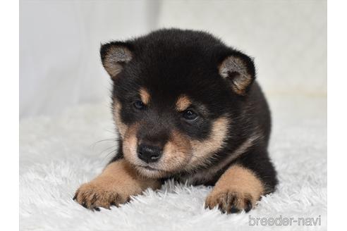 成約済の愛知県の柴犬-146947の6枚目