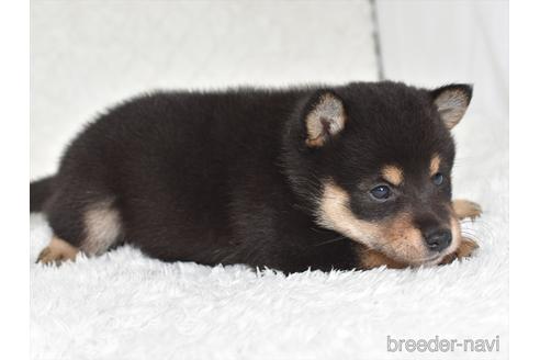 成約済の愛知県の柴犬-146947の5枚目