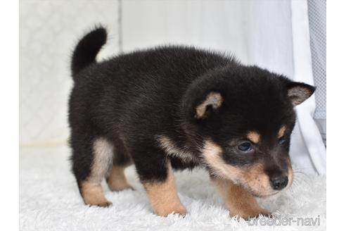 成約済の愛知県の柴犬-146947の4枚目