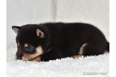成約済の愛知県の柴犬-146947の3枚目