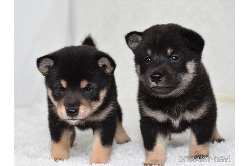 成約済の愛知県の柴犬-146947の2枚目