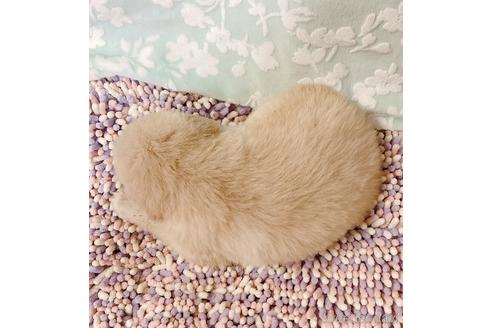 成約済の山口県のミックス犬-149677の5枚目