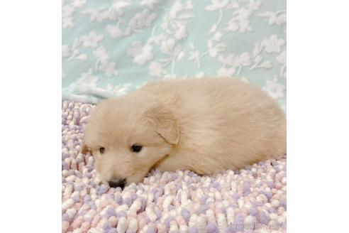 成約済の山口県のミックス犬-149677の4枚目