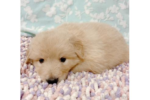 成約済の山口県のミックス犬-149677の3枚目