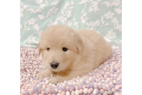 成約済の山口県のミックス犬-149677の2枚目