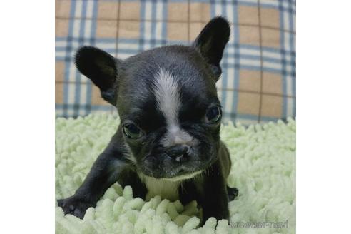 成約済の山口県のフレンチブルドッグ-149679の3枚目