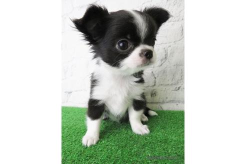 成約済の大阪府のチワワ(ロングコート)-149686