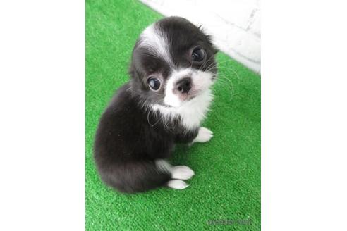 成約済の大阪府のチワワ(ロングコート)-149686の5枚目