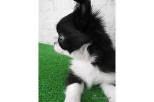 成約済の大阪府のチワワ(ロングコート)-149686の4枚目