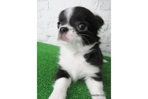 成約済の大阪府のチワワ(ロングコート)-149686の3枚目