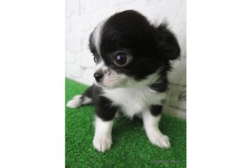 成約済の大阪府のチワワ(ロングコート)-149686の2枚目