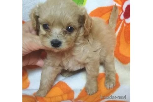 成約済の岐阜県のミックス犬-149701の1枚目