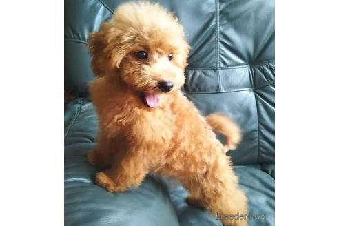 成約済の岐阜県のミックス犬-149705