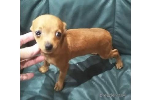 成約済の岐阜県のミックス犬-149706