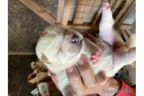 成約済の広島県の柴犬-149733の1枚目