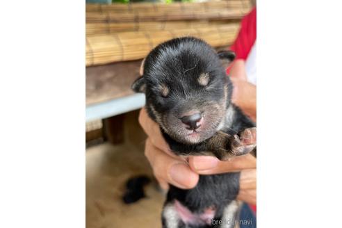 成約済の広島県の柴犬-149735の5枚目