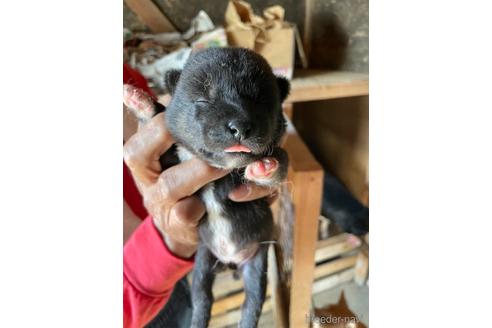 成約済の広島県の柴犬-149736の3枚目