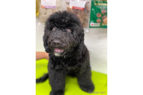 成約済の東京都のミックス犬-145920の22枚目