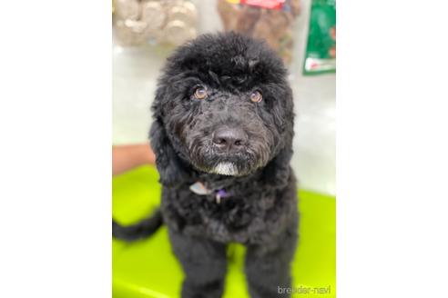 成約済の東京都のミックス犬-145920の21枚目