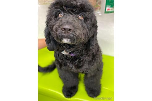 成約済の東京都のミックス犬-145920の20枚目