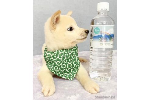 成約済の茨城県の豆柴-146978の4枚目