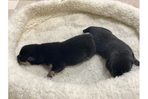 成約済の岡山県の柴犬-149762の6枚目