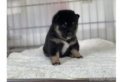 成約済の岡山県の豆柴-147450の4枚目