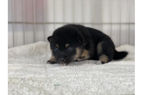 成約済の岡山県の豆柴-147450の3枚目