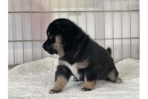 成約済の岡山県の豆柴-147450の2枚目