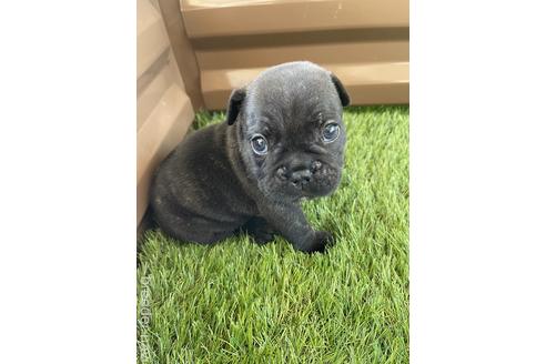 成約済の香川県のフレンチブルドッグ-148289