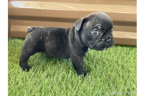 成約済の香川県のフレンチブルドッグ-148289の4枚目