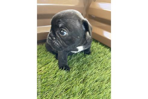 成約済の香川県のフレンチブルドッグ-148289の3枚目