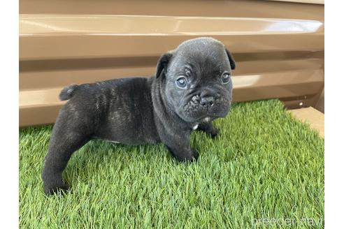 成約済の香川県のフレンチブルドッグ-148289の2枚目