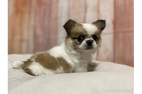 成約済の千葉県のミックス犬-149797の1枚目