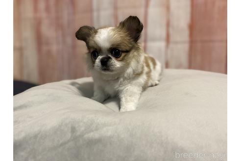 成約済の千葉県のミックス犬-149797の5枚目