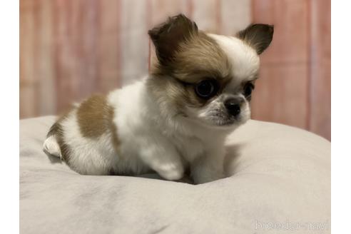 成約済の千葉県のミックス犬-149797の4枚目
