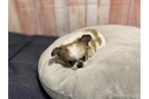 成約済の千葉県のミックス犬-149797の3枚目