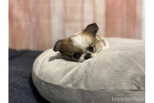 成約済の千葉県のミックス犬-149797の2枚目