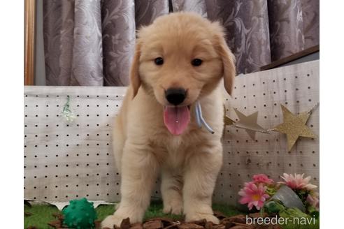 成約済の大分県のゴールデンレトリーバー-149799の1枚目