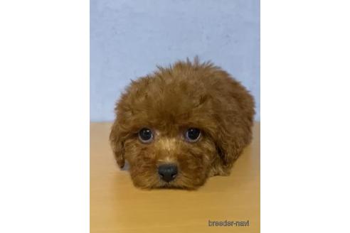 成約済の茨城県のトイプードル-149804