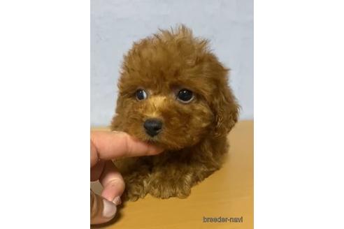 成約済の茨城県のトイプードル-149804の2枚目