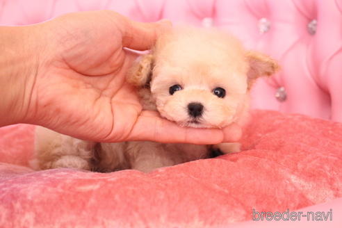 成約済の茨城県のティーカッププードル-149845の3枚目